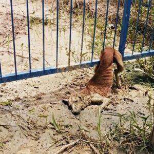 Community Band Together to Rescue Trapped Puppy from Metal Fence
