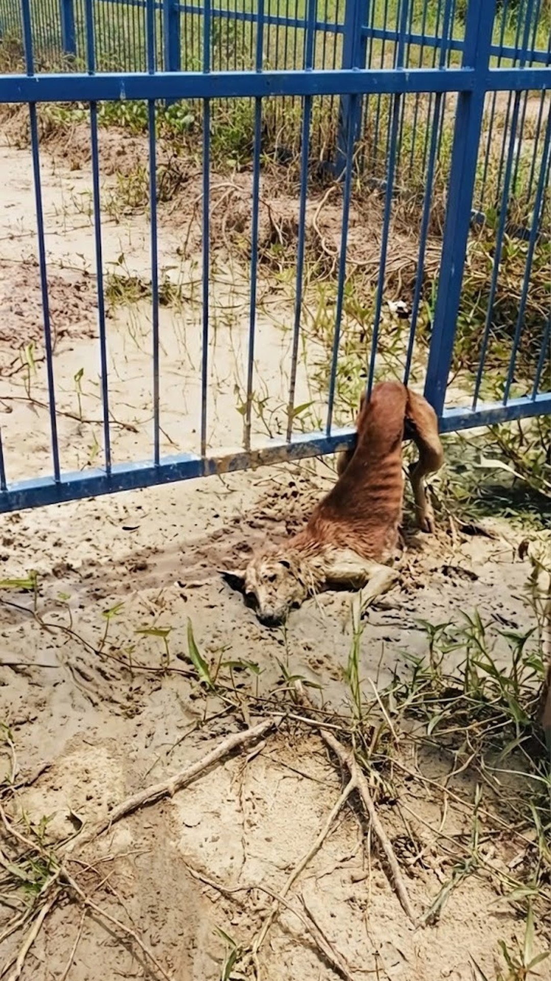 Community Band Together to Rescue Trapped Puppy from Metal Fence