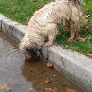 Two Abandoned Dogs Journey from Hospital Shadows to Healing Shelter