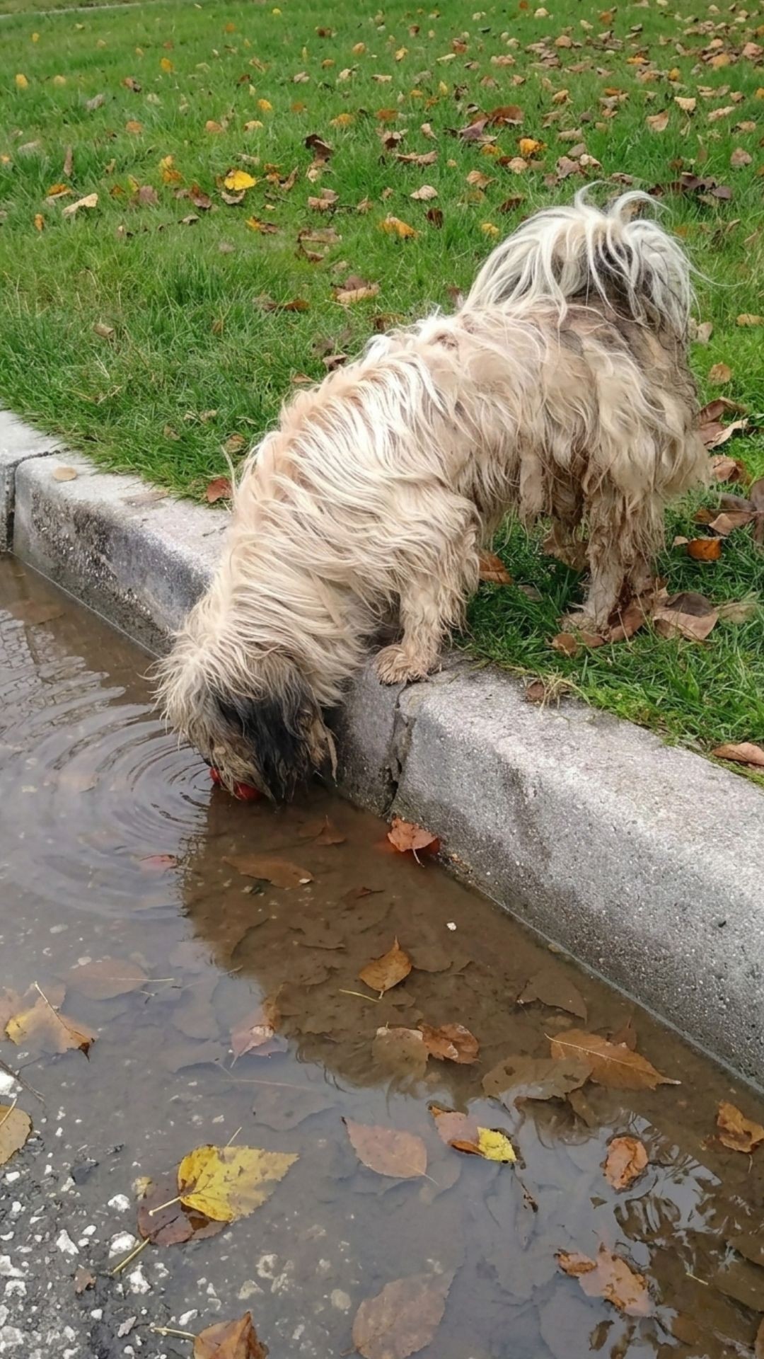 Two Abandoned Dogs Journey from Hospital Shadows to Healing Shelter