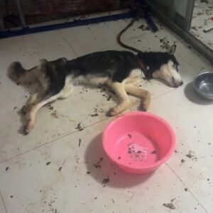 Luna's 60-Day Recovery: From Neglect to Joyful Freedom