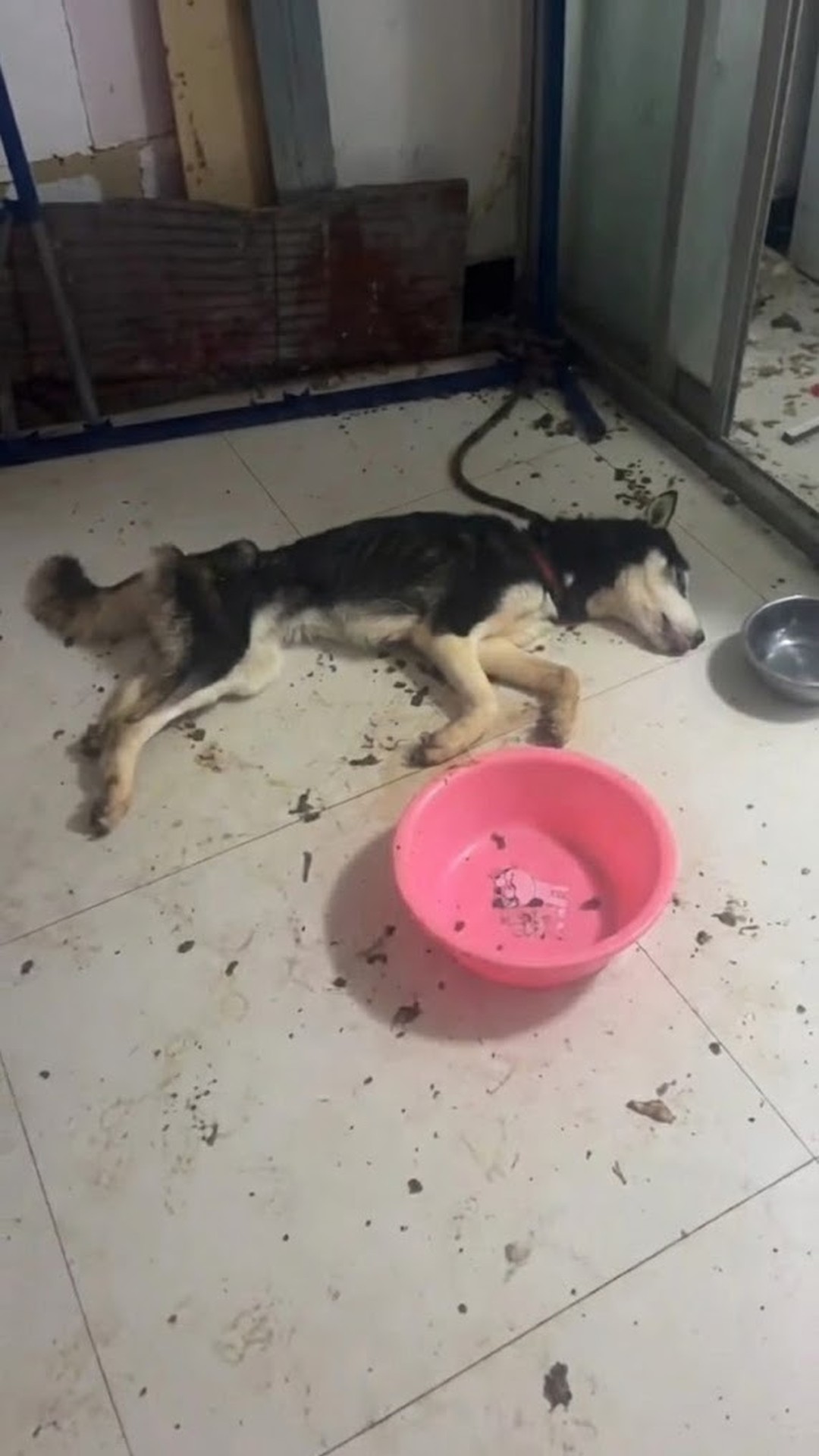 Luna's 60-Day Recovery: From Neglect to Joyful Freedom