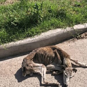 From Abandonment on the Streets to a Home Weighing 34 Pounds