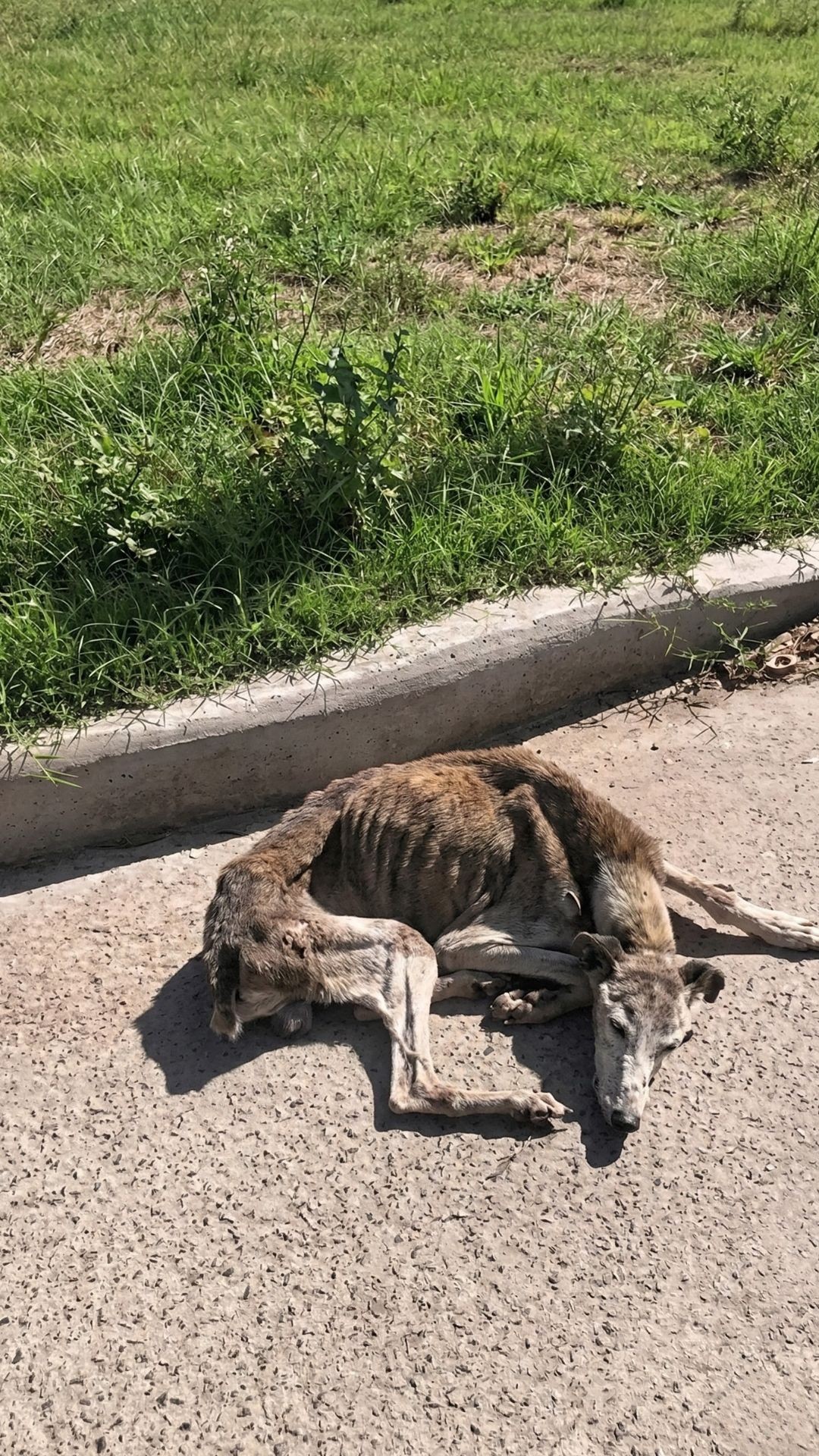 From Abandonment on the Streets to a Home Weighing 34 Pounds