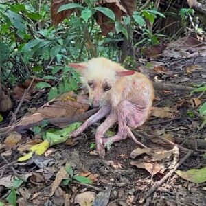 From Abandoned Breeder to Beloved Companion: Hope's Journey