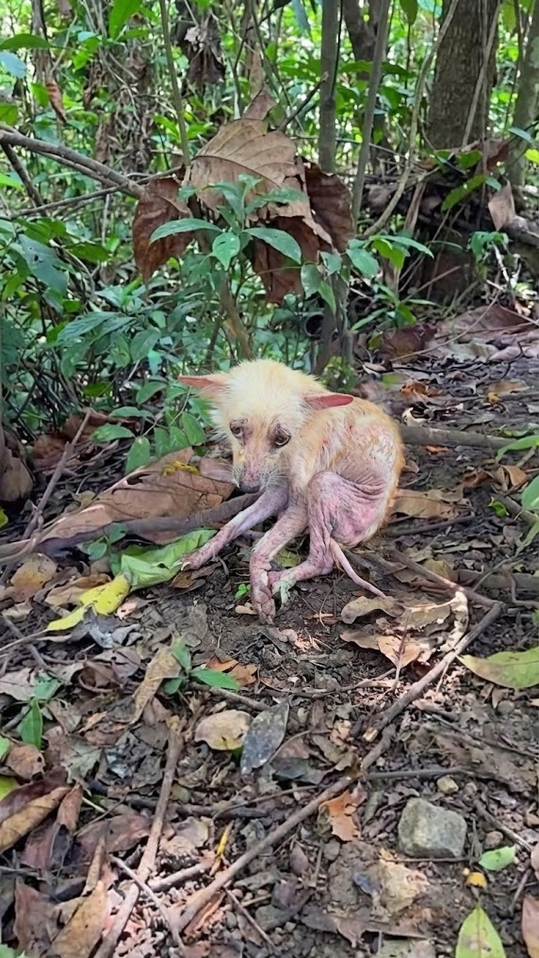 From Abandoned Breeder to Beloved Companion: Hope's Journey