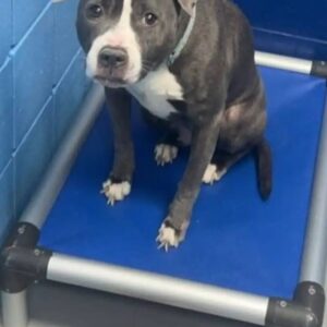 Abandoned Pit Bull Named Queeni Begins to Find Joy in Shelter Playgroup