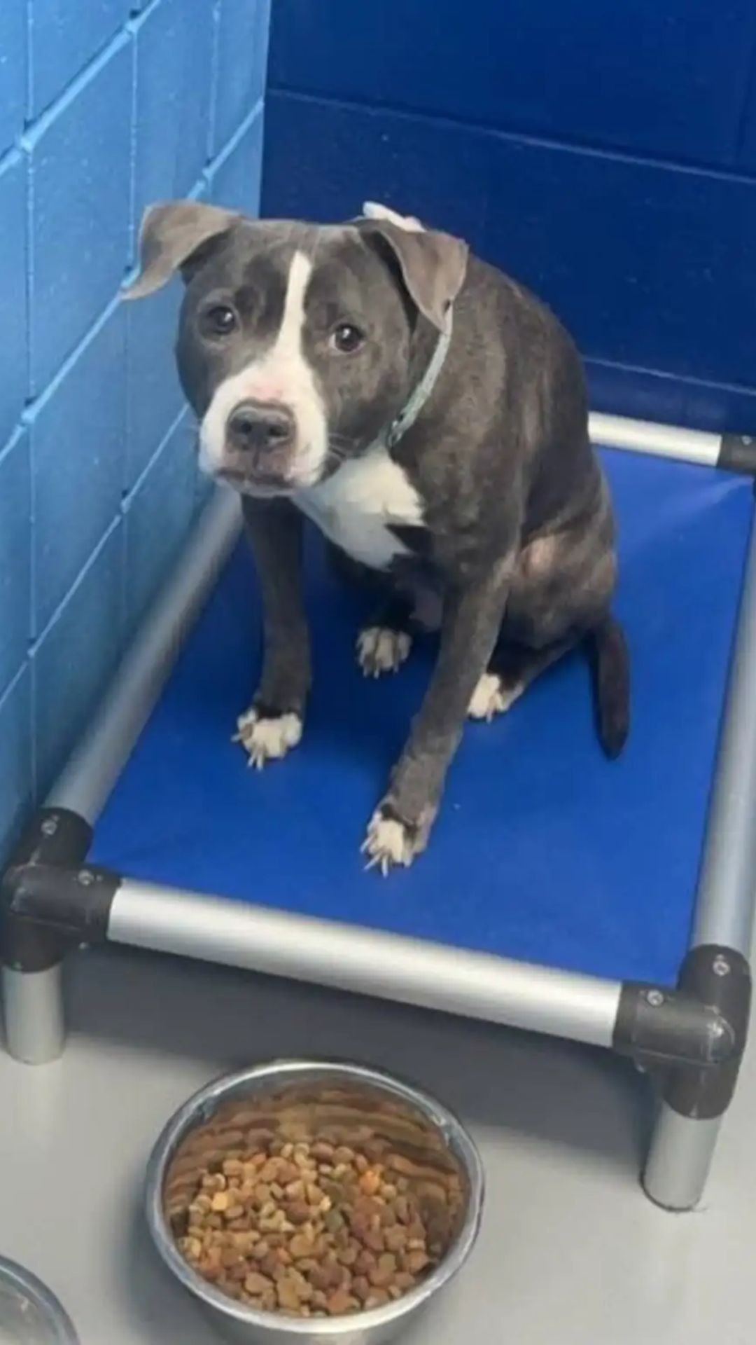 Abandoned Pit Bull Named Queeni Begins to Find Joy in Shelter Playgroup