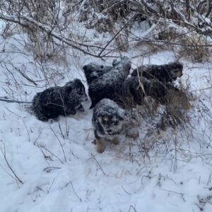 Seven Newborn Puppies Rescued from a Frozen Cave in the Mountains
