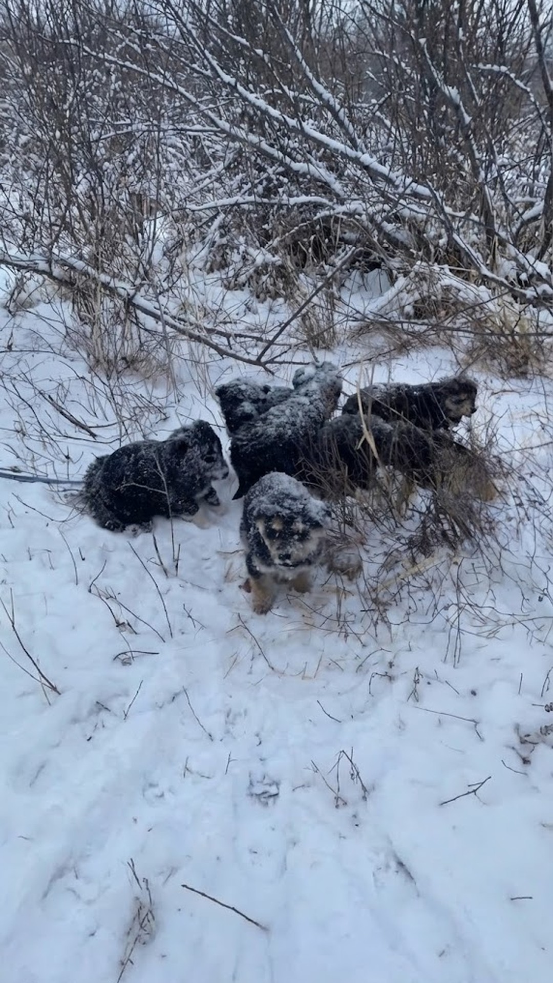 Seven Newborn Puppies Rescued from a Frozen Cave in the Mountains
