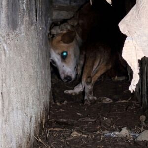 Rescuers Save Trapped Dog Found Whimpering in Underground Sewer