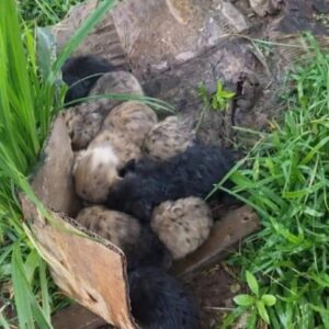 Eleven Puppies Rescued from a Box in the Rain Find New Life