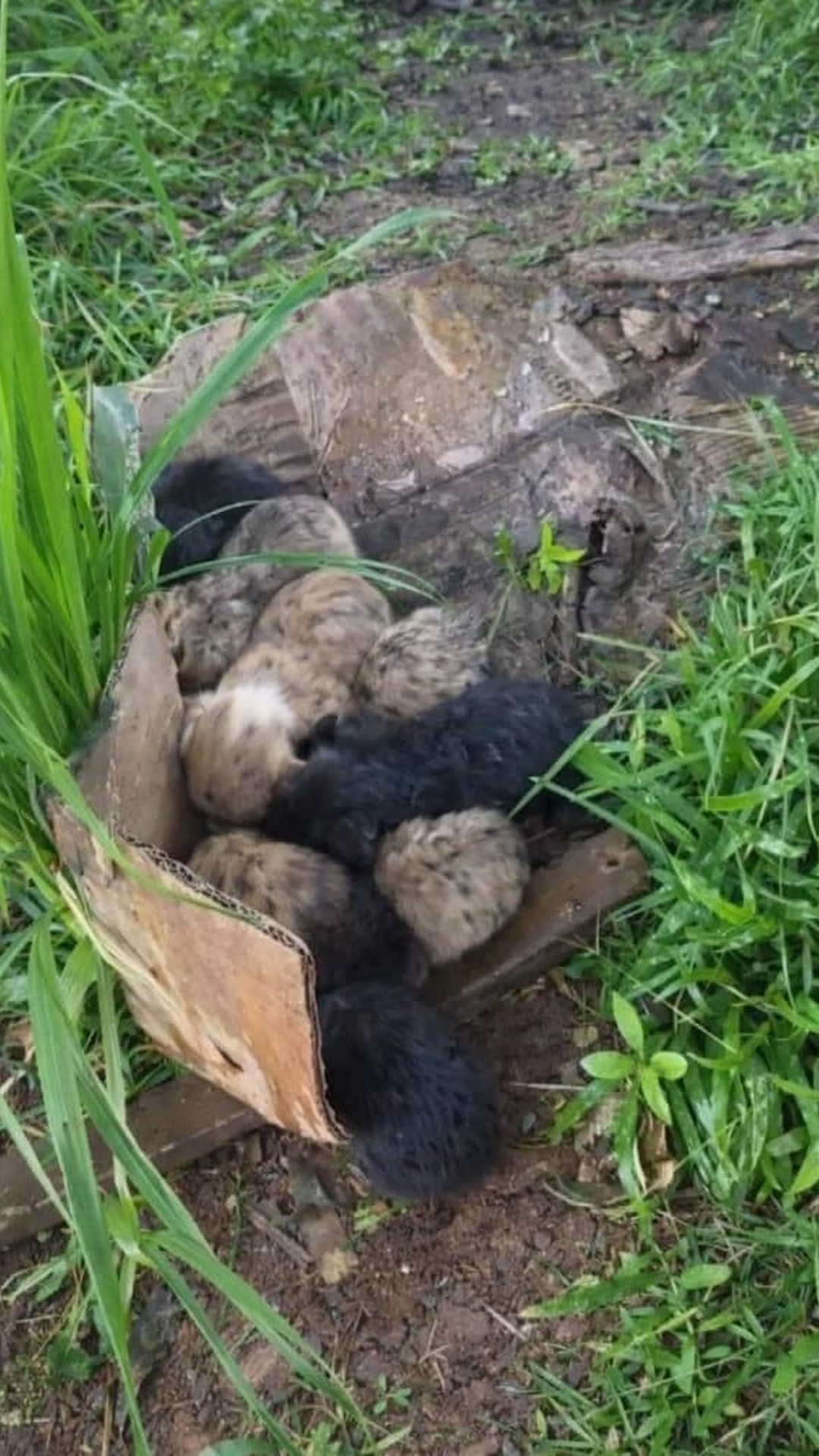 Eleven Puppies Rescued from a Box in the Rain Find New Life