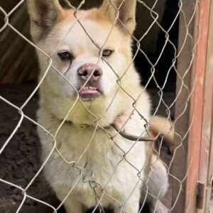 Vlad the Husky's Unexpected Journey from Shelter to Private Jet