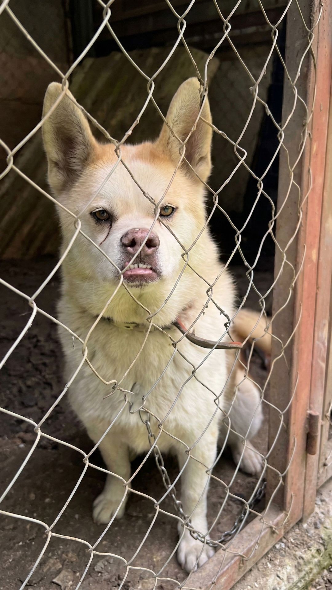 Vlad the Husky's Unexpected Journey from Shelter to Private Jet