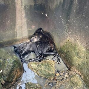 Young Boy Discovers Bruno, a Dog Bound and Forgotten in a Sewer