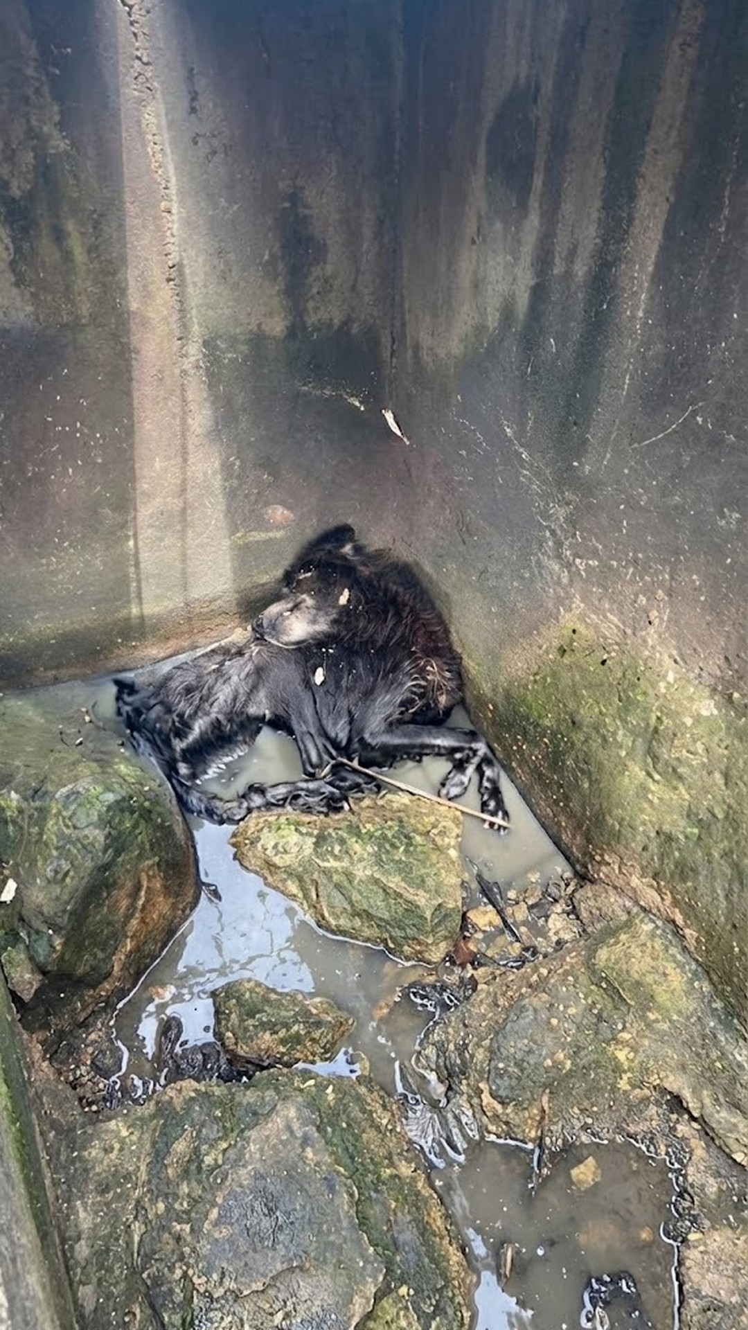 Young Boy Discovers Bruno, a Dog Bound and Forgotten in a Sewer