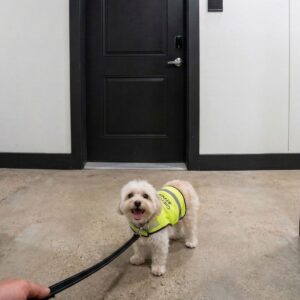Custodian and Dog Shine in Heartwarming Surprise Captured on Camera