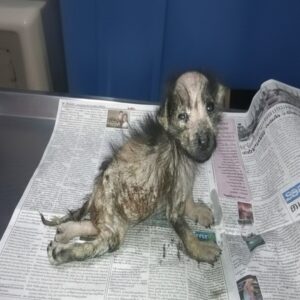 Ava Stands for the First Time After Overcoming Severe Trauma