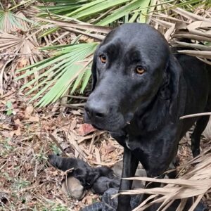 Sarah the Lab's Remarkable Recovery from Starvation and Injury