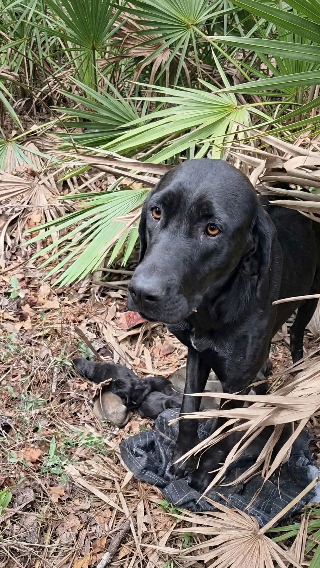 Sarah the Lab's Remarkable Recovery from Starvation and Injury
