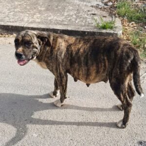 Pregnant Stray Dog Chases Car for Help, Gives Birth to Ten Puppies