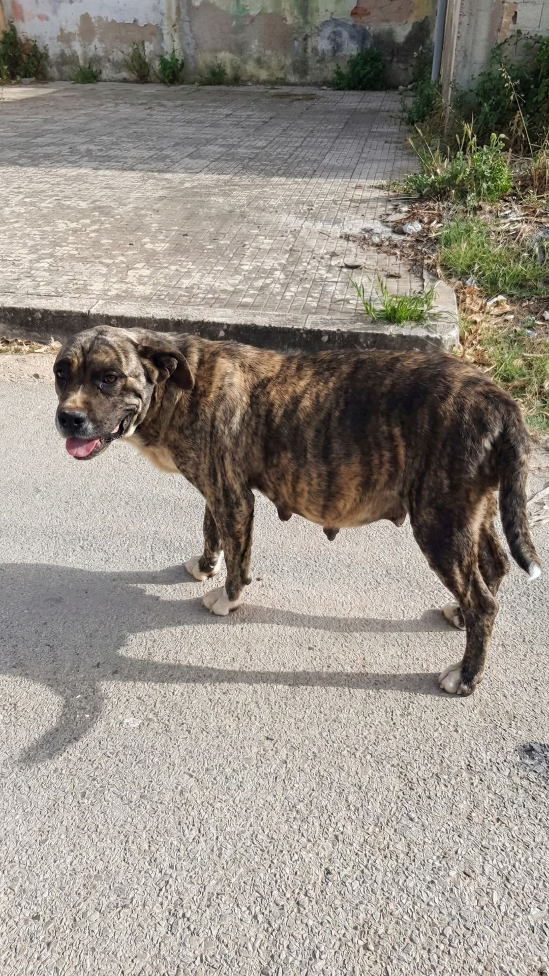 Pregnant Stray Dog Chases Car for Help, Gives Birth to Ten Puppies