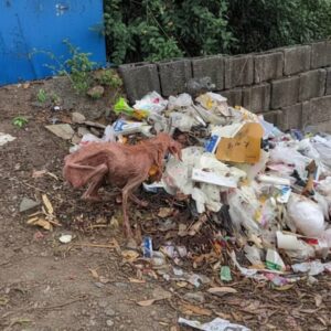 Quiet Recovery: A Dog's Transformation Over 60 Days
