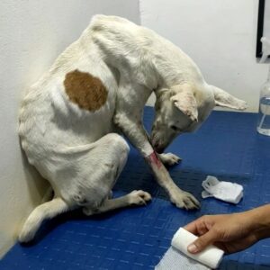From Terror Under a Car to Playful Rescue: Rio's Journey