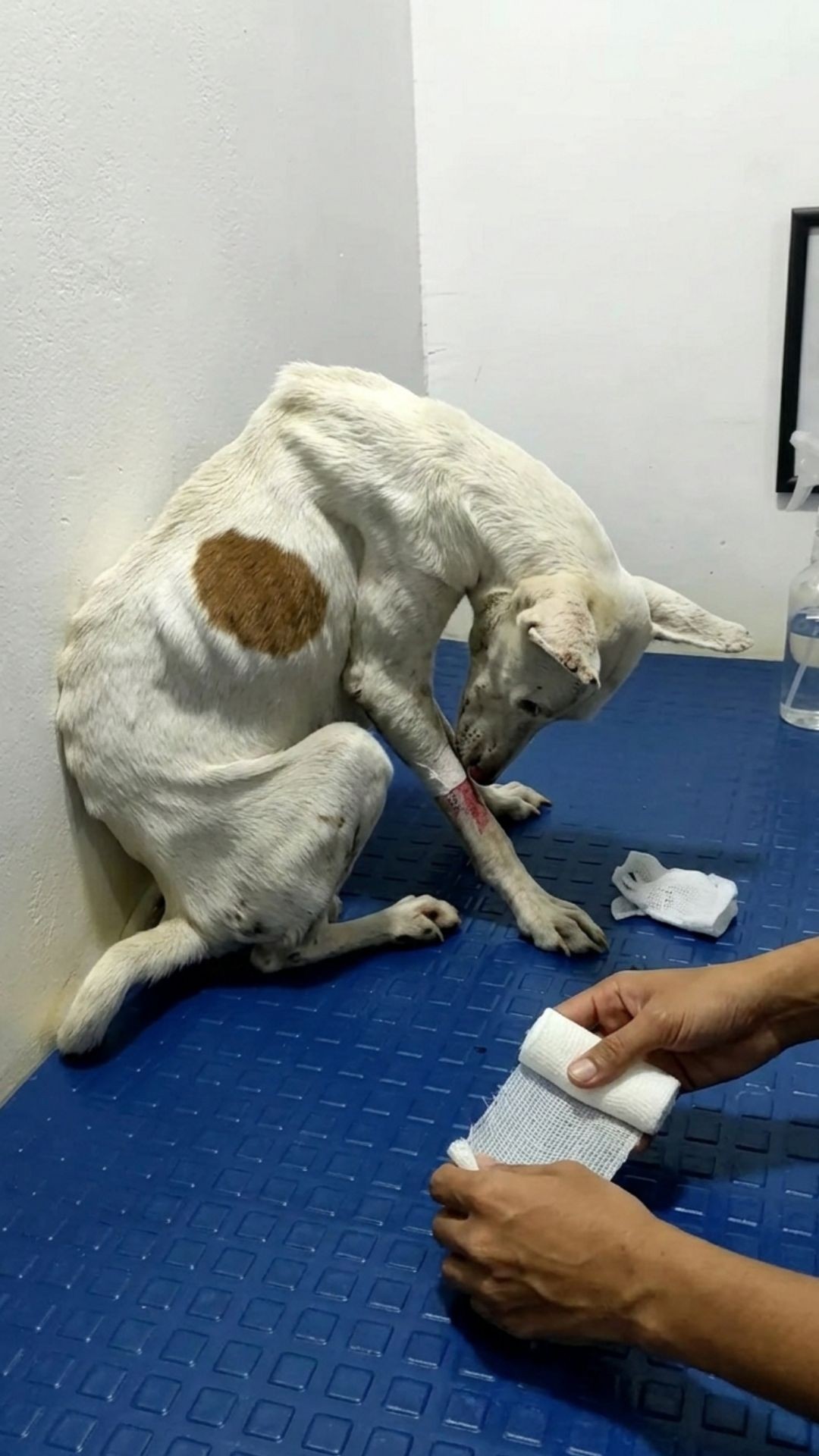 From Terror Under a Car to Playful Rescue: Rio's Journey