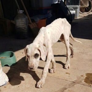 Veterinary Team Revives Forgotten Puppy Found in Neglectful Yard