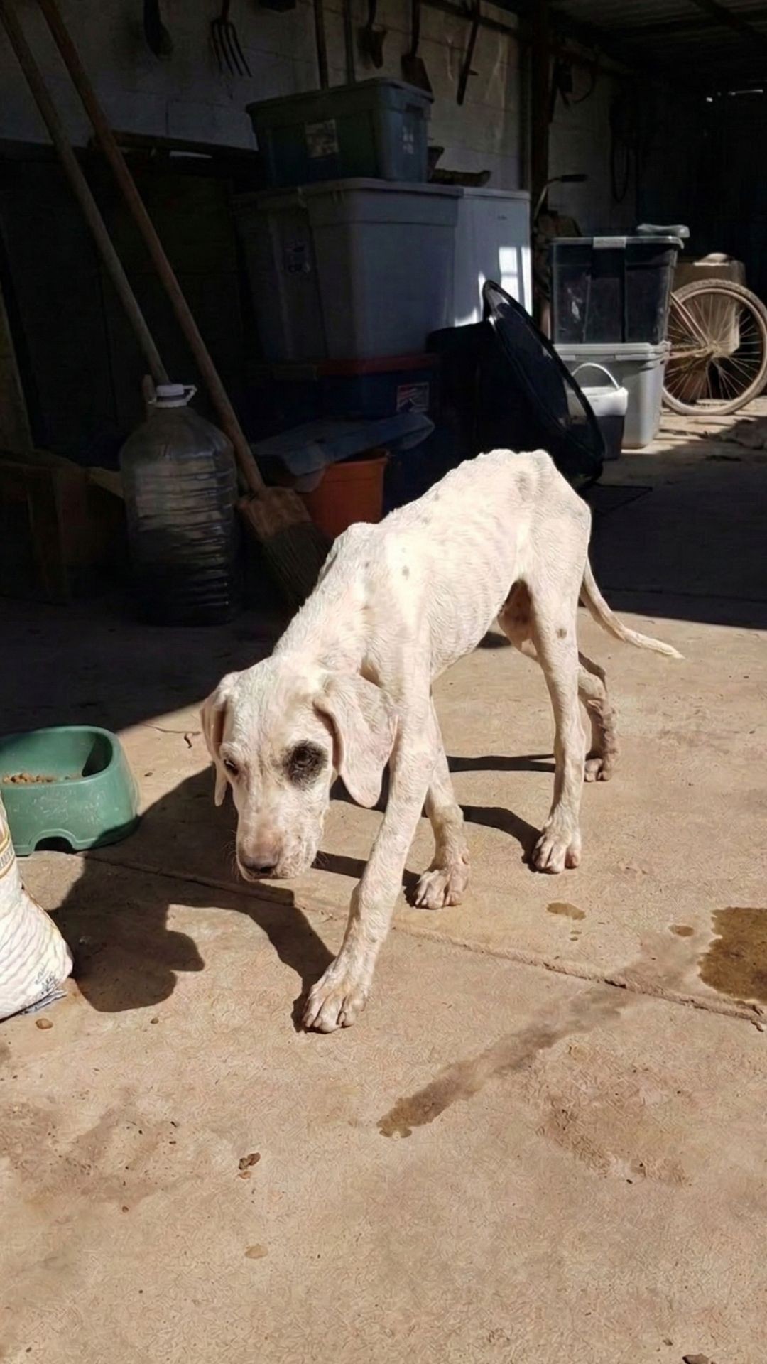 Veterinary Team Revives Forgotten Puppy Found in Neglectful Yard