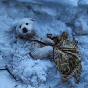 Man Rescues Frozen Dog from Snow, Sparking a Remarkable Recovery