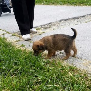 Tiny Puppy Found on Highway Dodges Death and Finds a Home