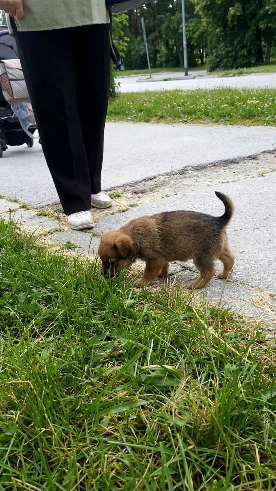 Tiny Puppy Found on Highway Dodges Death and Finds a Home
