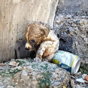Rescue Team Finds Newborn Puppy Abandoned Among Construction Debris