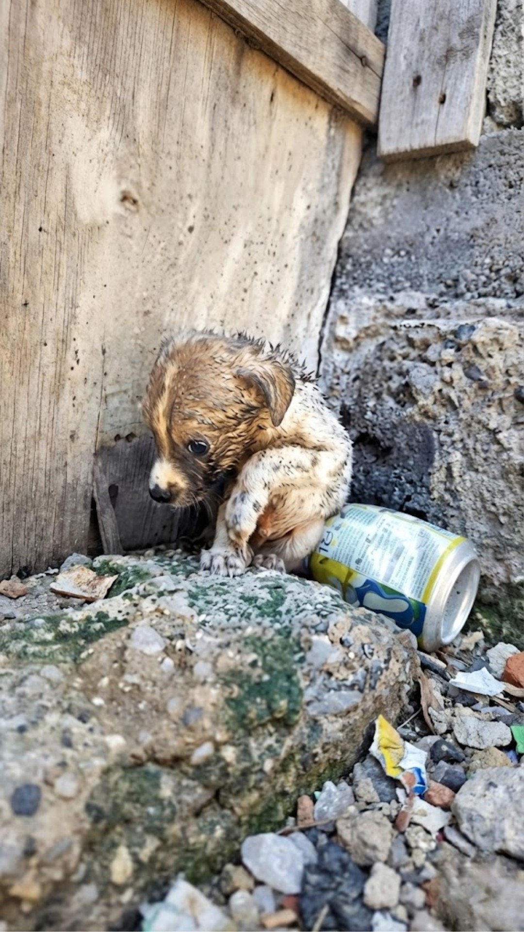 Rescue Team Finds Newborn Puppy Abandoned Among Construction Debris