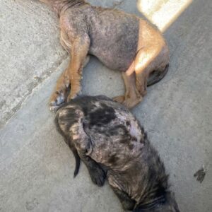 Inseparable Puppies Found Embraced on the Streets of Despair