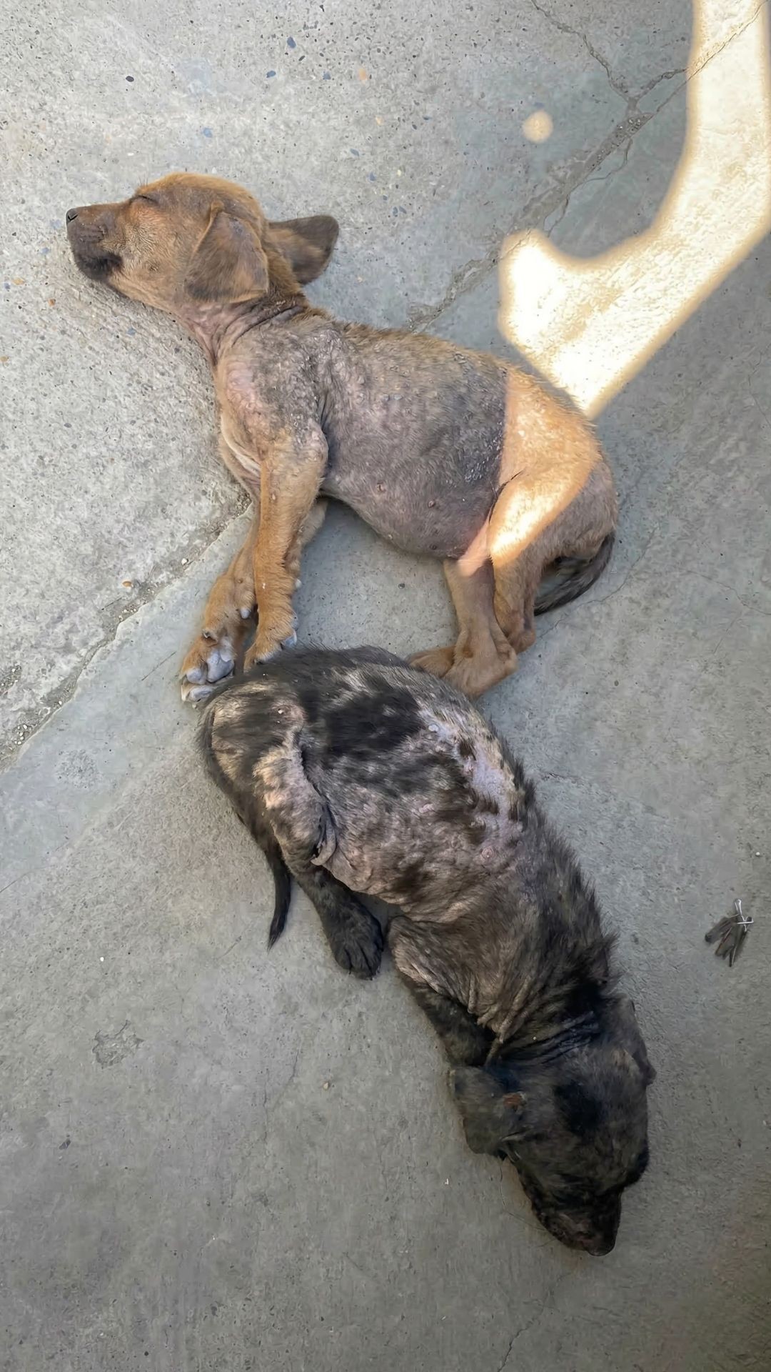 Inseparable Puppies Found Embraced on the Streets of Despair