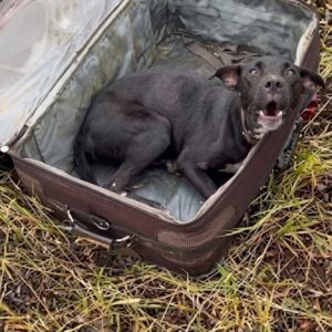 Julius Barked for the First Time After Surviving Abandonment in a Suitcase