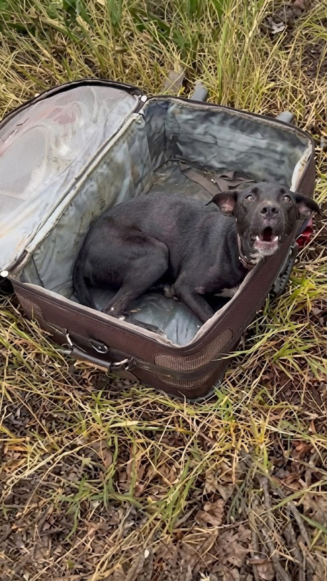 Julius Barked for the First Time After Surviving Abandonment in a Suitcase