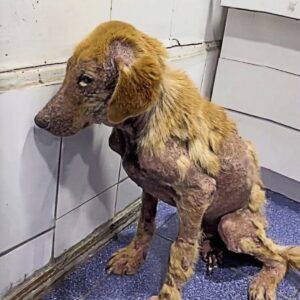 Bruno's Journey: Overcoming Trauma and Embracing Life After Amputation