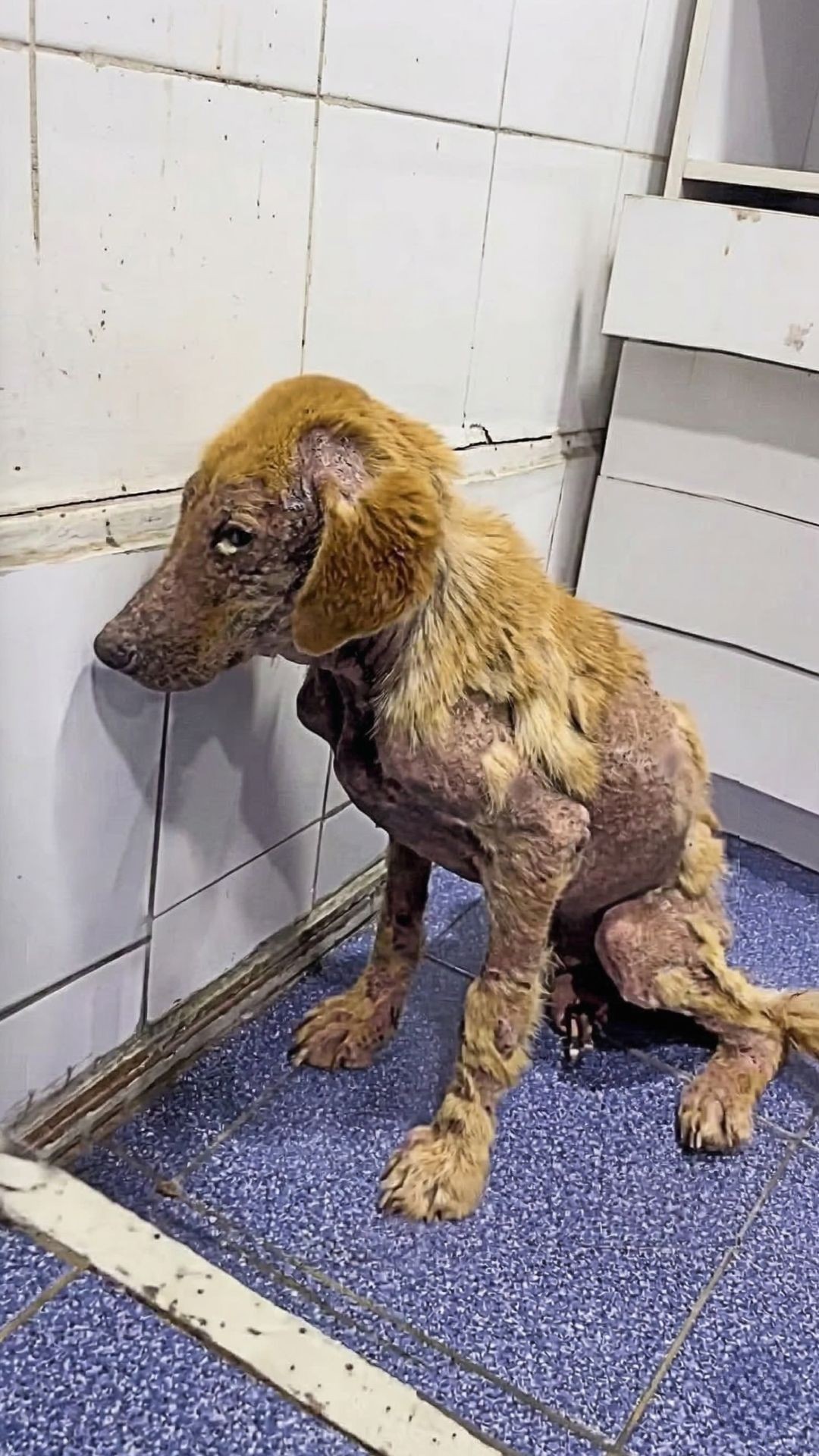 Bruno's Journey: Overcoming Trauma and Embracing Life After Amputation