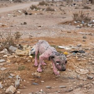 Paulinho's Incredible Recovery: From Landfill Survivor to Beloved Pet