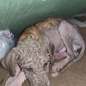 Rescue Puppy Rust's Transformation Over Two Months of Care
