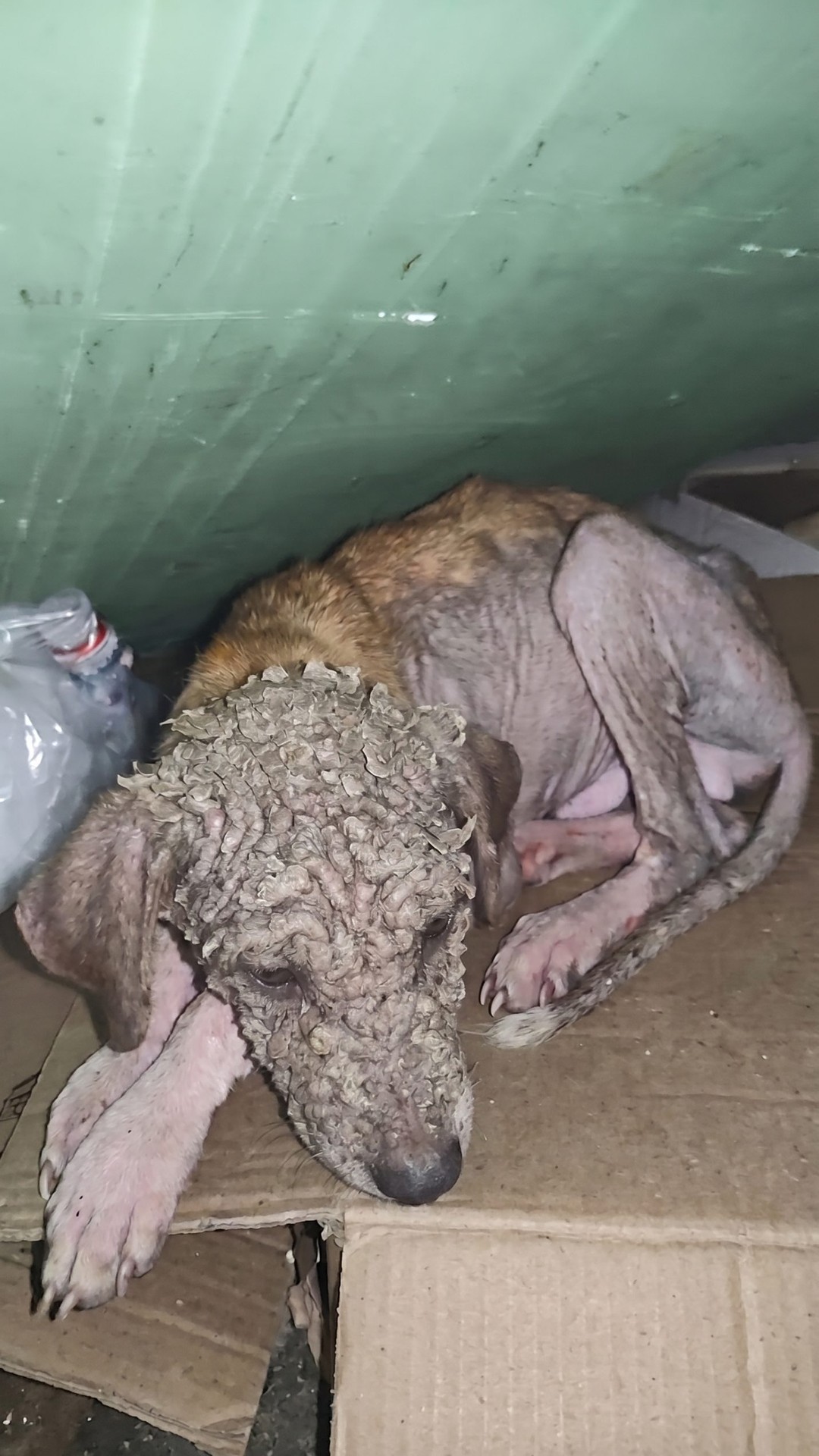 Rescue Puppy Rust's Transformation Over Two Months of Care