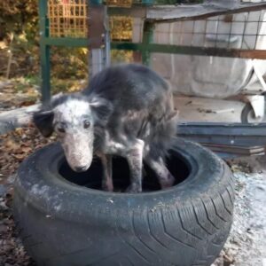 Nieve's Transformation Over 60 Days: From Tire to Home