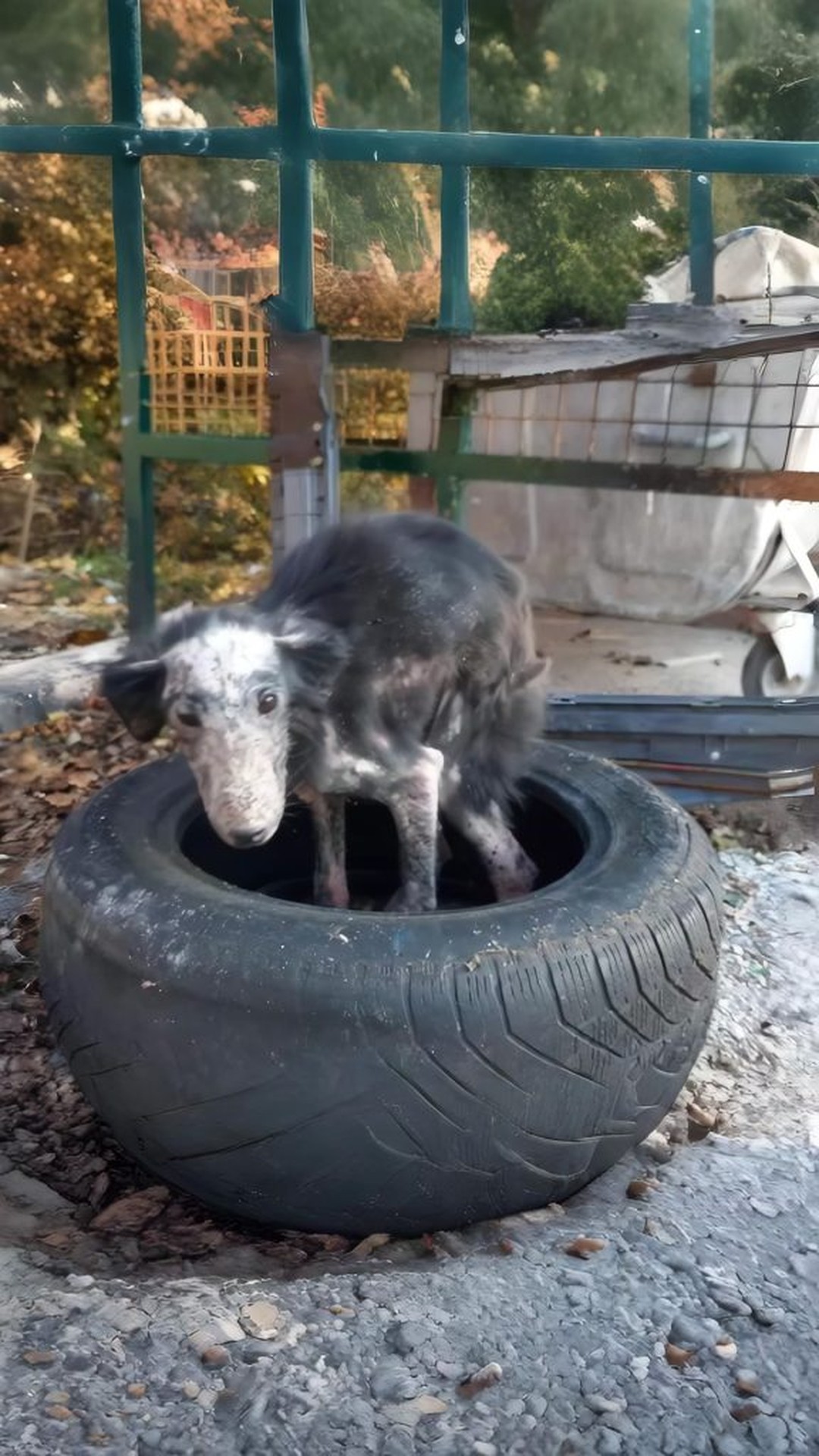 Nieve's Transformation Over 60 Days: From Tire to Home