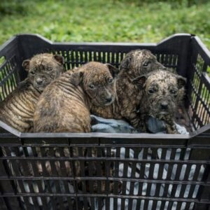 Rescue of Newborn Puppies: From a Wire Basket to Playful Recovery