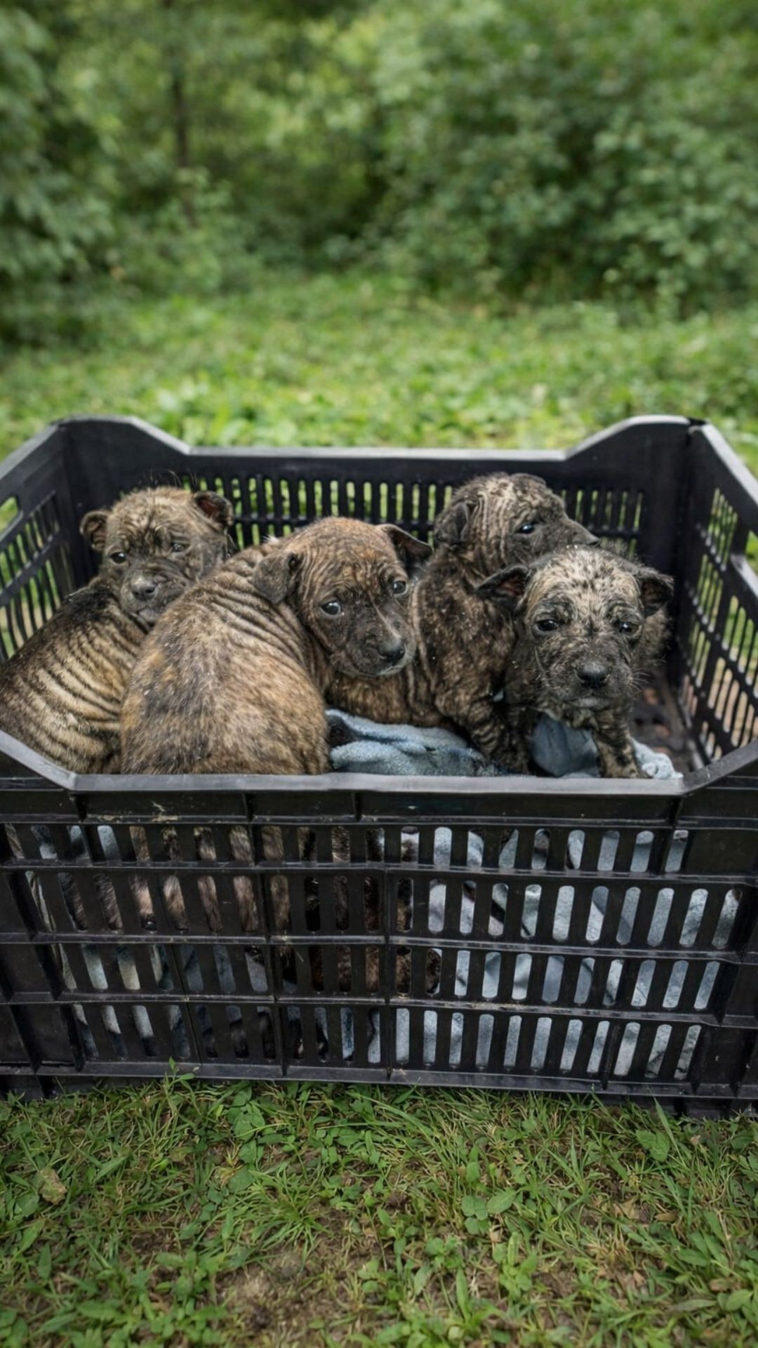 Rescue of Newborn Puppies: From a Wire Basket to Playful Recovery